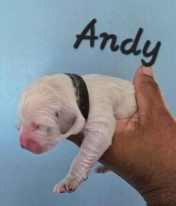 Andy - Image 5