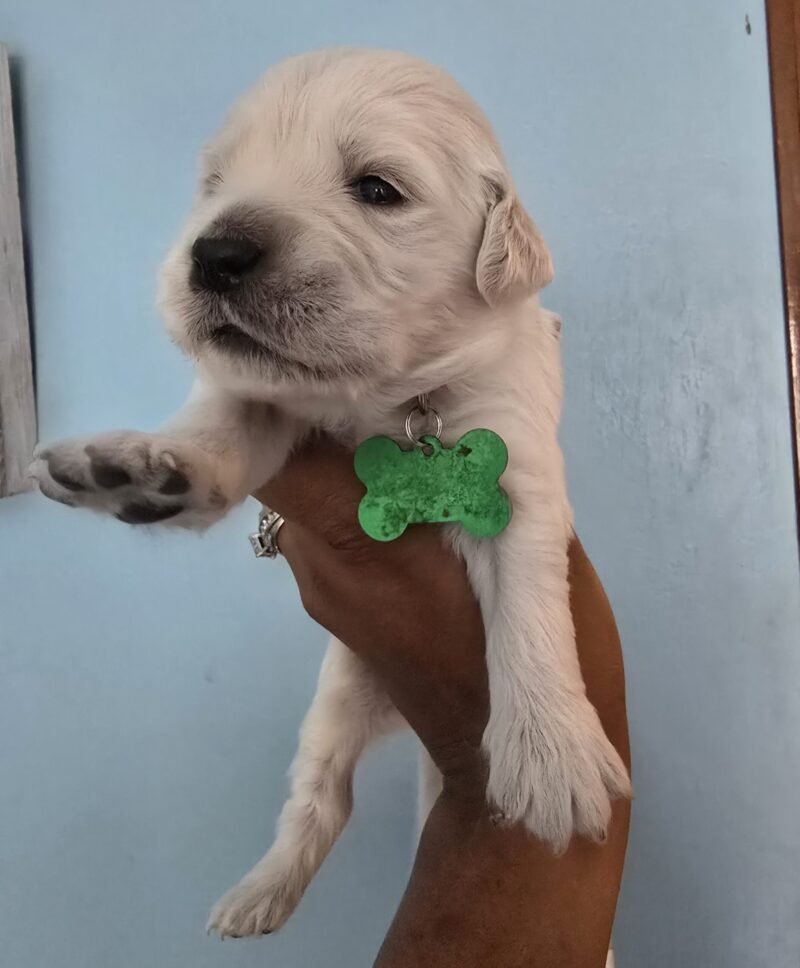 Abbie