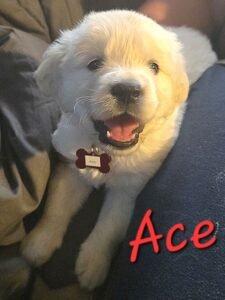 Ace - Image 8