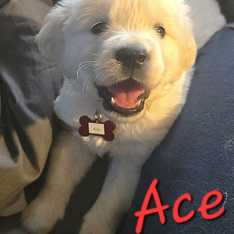 Ace