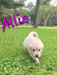 Allie - Image 9