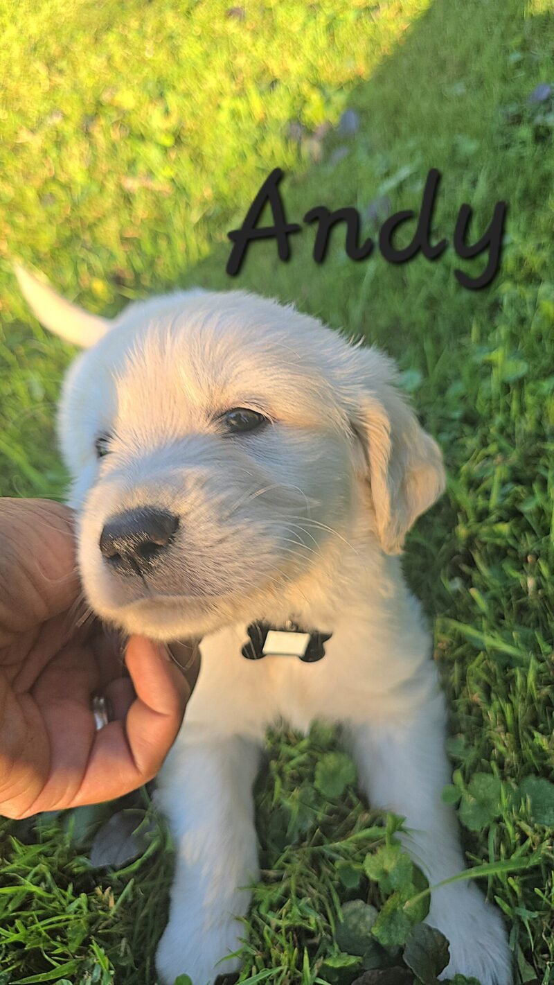 Andy
