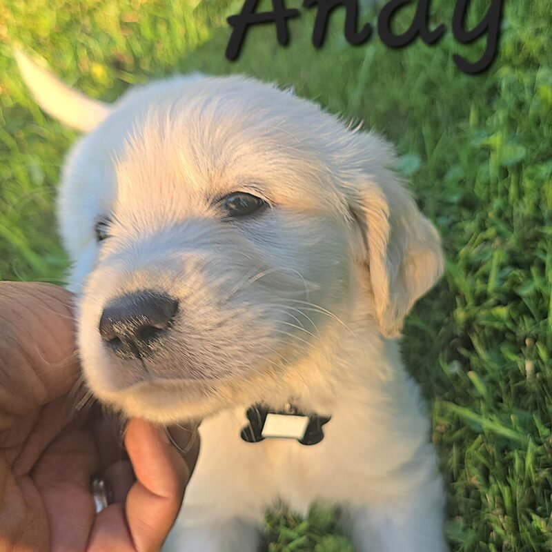 Andy
