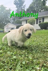 Anthony - Image 8