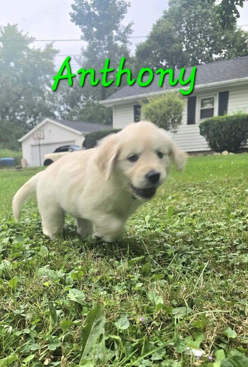 Anthony