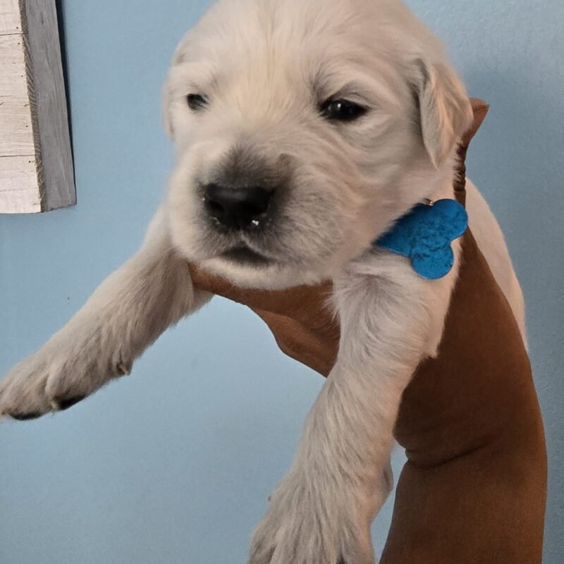 Archer