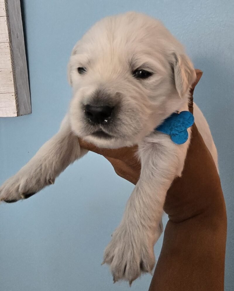 Archer