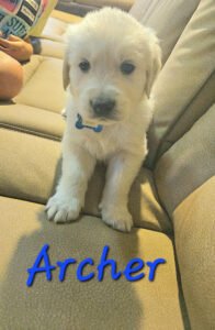 Archer - Image 9