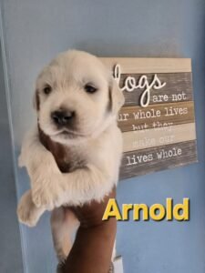 Arnold - Image 9