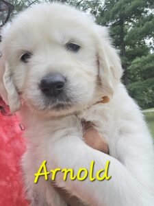 Arnold - Image 11