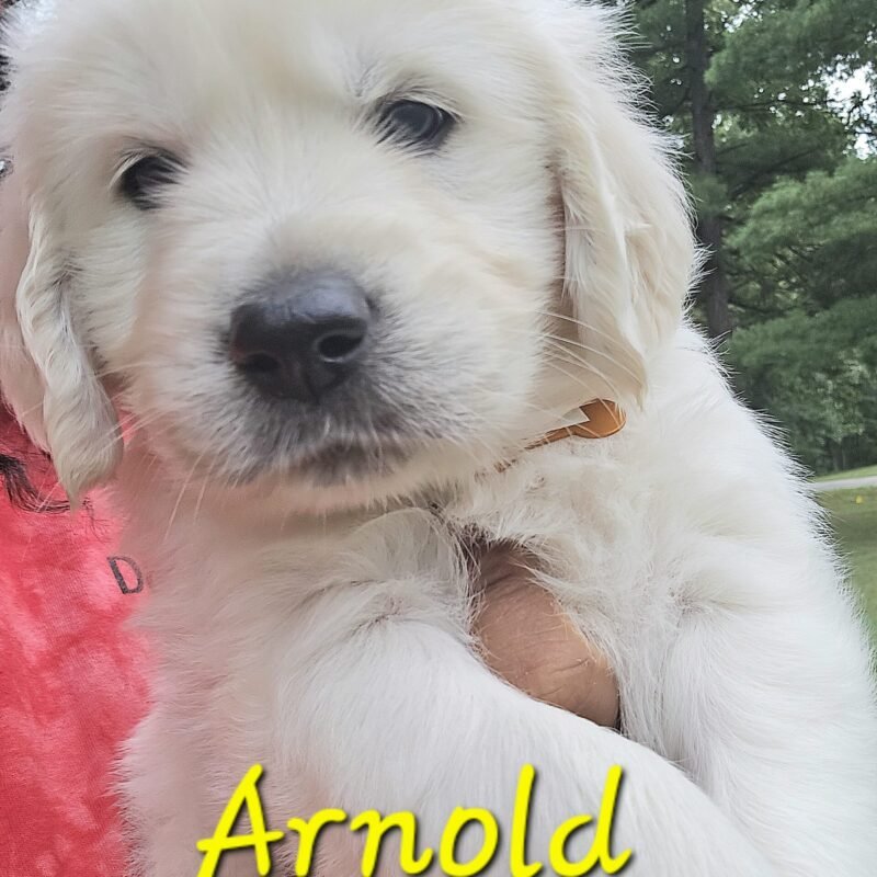 Arnold