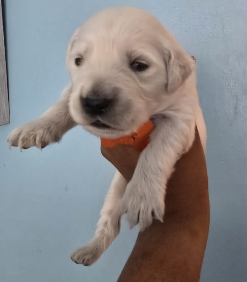 Atlas