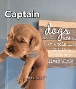 Captain - Image 6