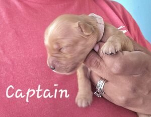 Captain - Image 5
