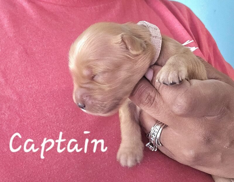 Captain