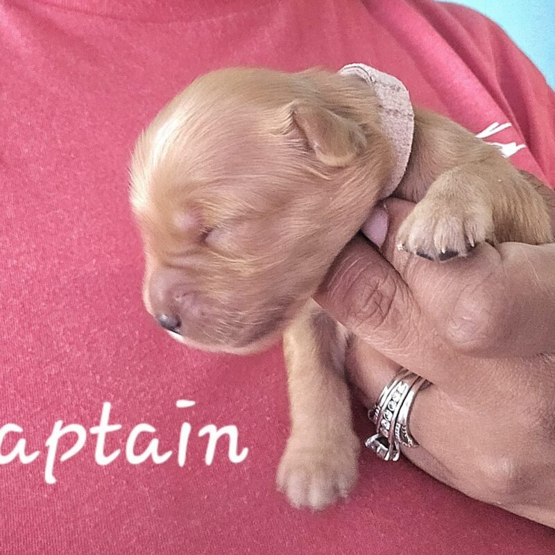 Captain