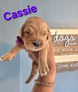 Cassie - Image 6