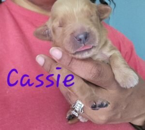 Cassie - Image 5