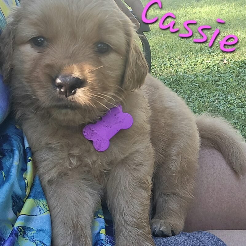 Cassie