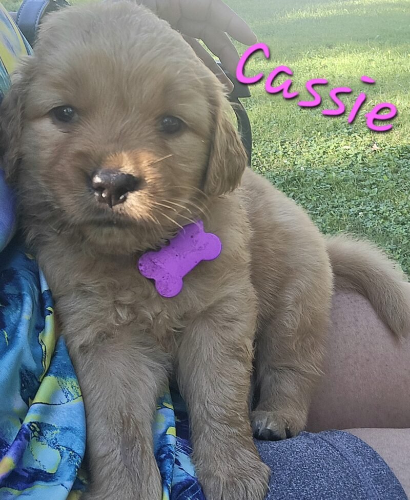Cassie