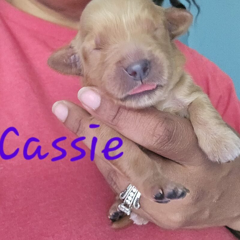 Cassie