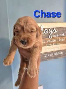 Chase - Image 6