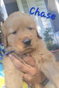 Chase - Image 7