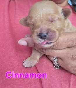 Cinnamon - Image 5