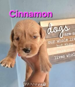 Cinnamon - Image 6