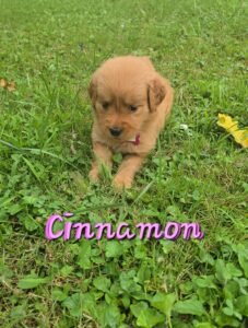 Cinnamon - Image 7