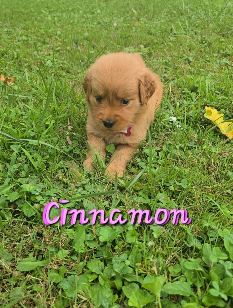 Cinnamon