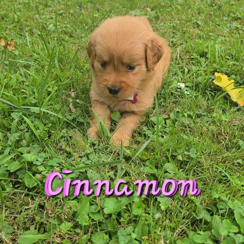 Cinnamon