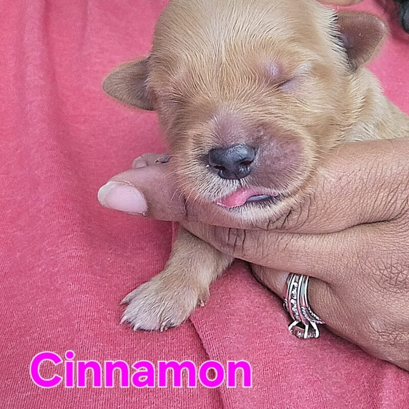 Cinnamon