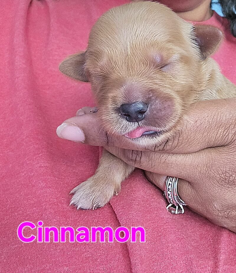 Cinnamon