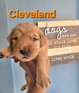 Cleveland - Image 6