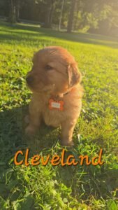 Cleveland - Image 7