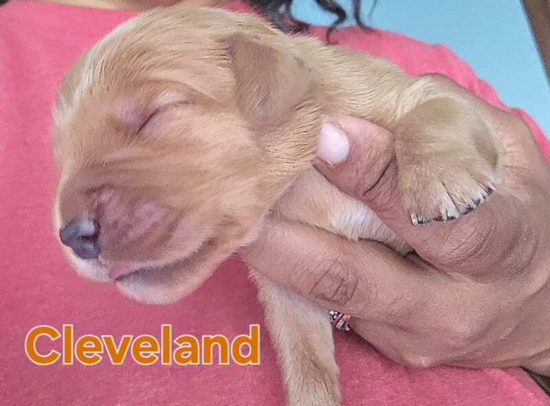 Cleveland