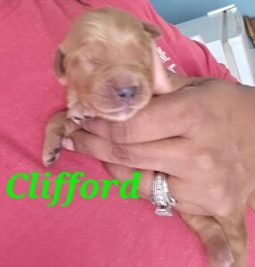 Clifford - Image 6
