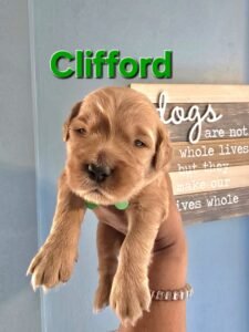 Clifford - Image 5