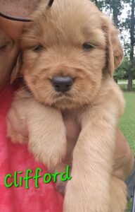 Clifford - Image 7