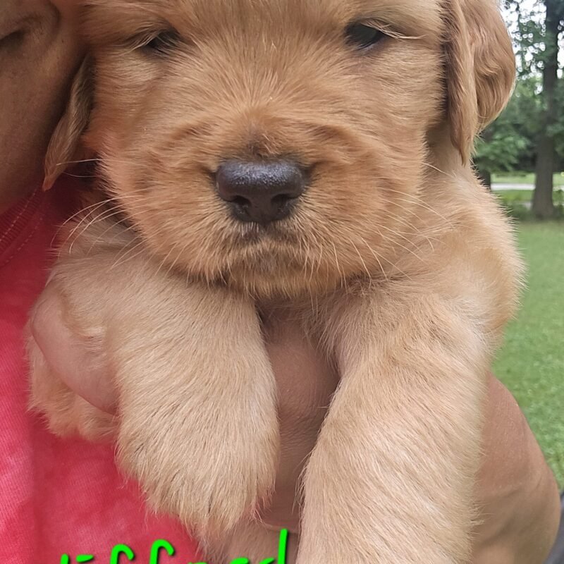 Clifford