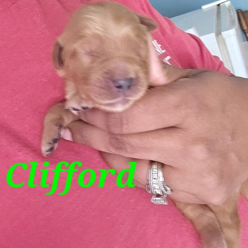 Clifford