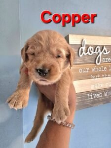 Copper - Image 5