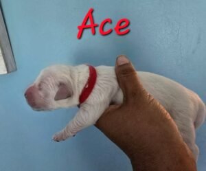 Ace - Image 5