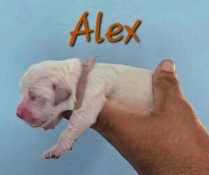 Alex - Image 5
