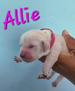 Allie - Image 5