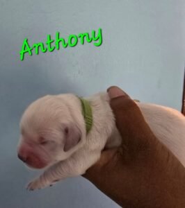 Anthony - Image 7
