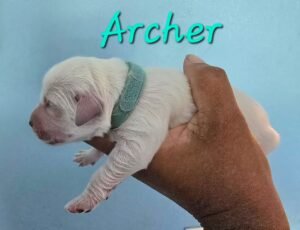 Archer - Image 5