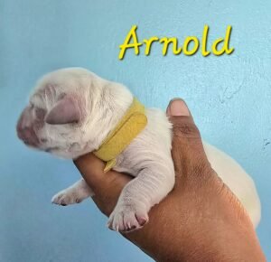 Arnold - Image 5