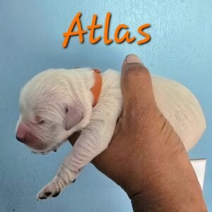 Atlas - Image 7